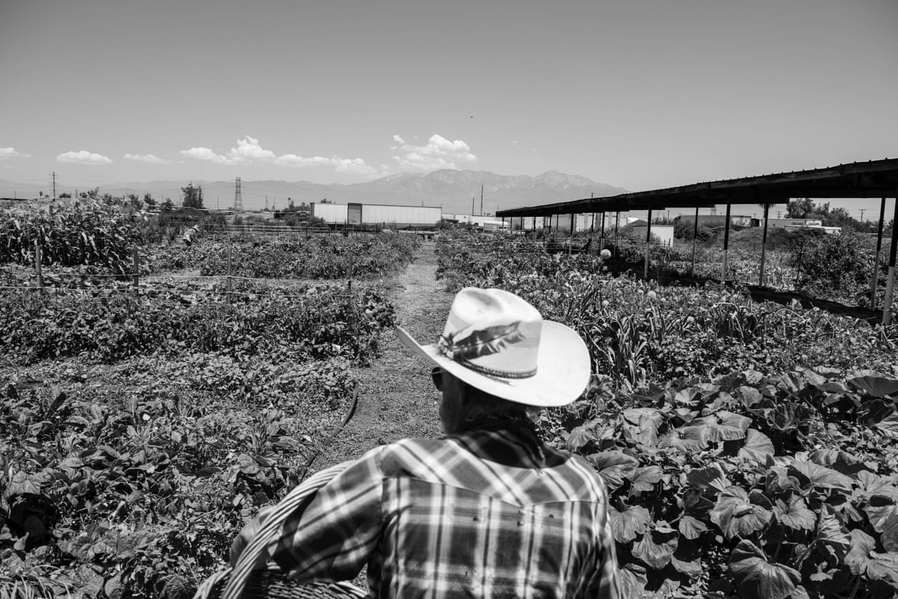 person in cowboy hat looks out at crops