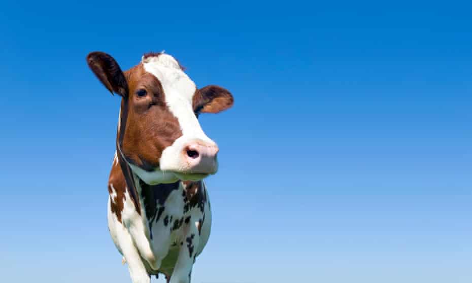 Cow standing against a blue sky