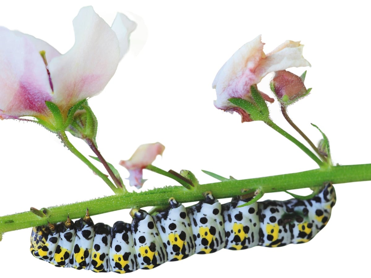 Why Gardeners Should Protect Caterpillars Gardening Advice The Guardian Why Gardeners Should Protect Caterpillars Gardening Advice The Guardian