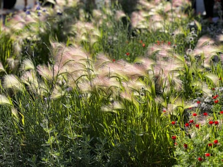 Grassy plant fills frame