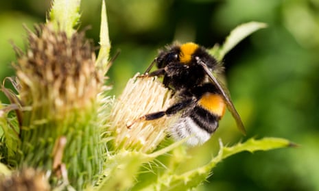 Buff-tailed bumblebee on a flower