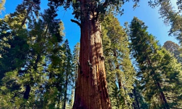 People use ropes to climb up the trunk of a giant sequoia against blue sky