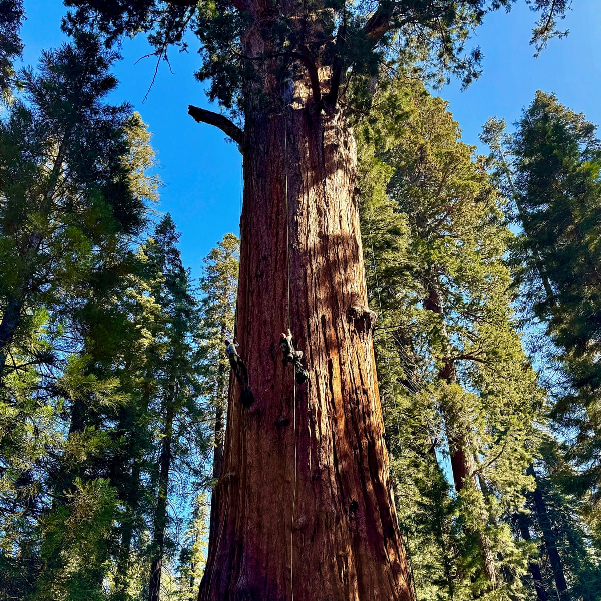 Tree bark plays vital role in removing methane from atmosphere, study finds  | Greenhouse gas emissions | The Guardian