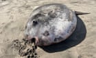 Something fishy this way comes: rare sunfish washes ashore in Oregon