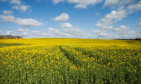 A field of oilseed rape. Few genetically modified crops have been grown in the UK, but scientist hope gene editing will not be so controversial.