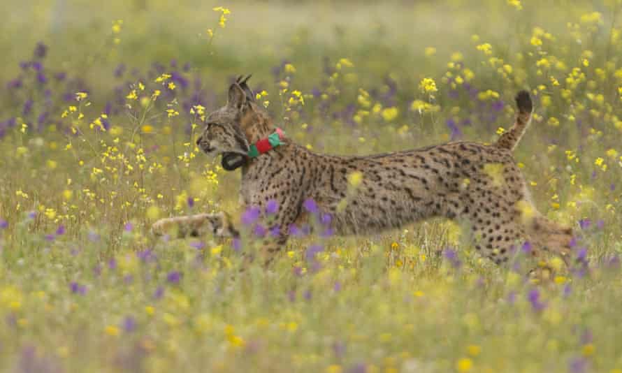 Iberian lynx Lila takes its first steps after being released near Toledo, 2015 as part of an initiative to repopulate the species.