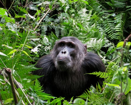 A male chimpanzee’s head and shoulders emerge from the undergrowth.