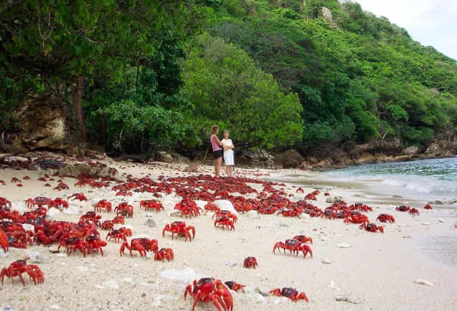 One of the 10 greatest natural wonders on Earth: red crabs moving from the forest to the ocean on Christmas Island.