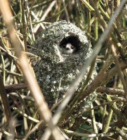 A long-tailed tit in its nest.