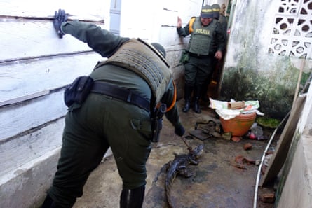Two policemen try to collar a caiman with a pole