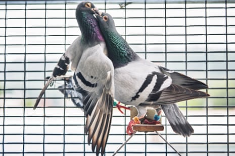 Some of Huang Nai-shun’s pigeons in their coop