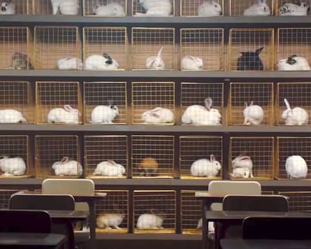 Killer rabbits, bunny boilers and the holy hand grenade of Antioch: Easter bunny movies – ranked!