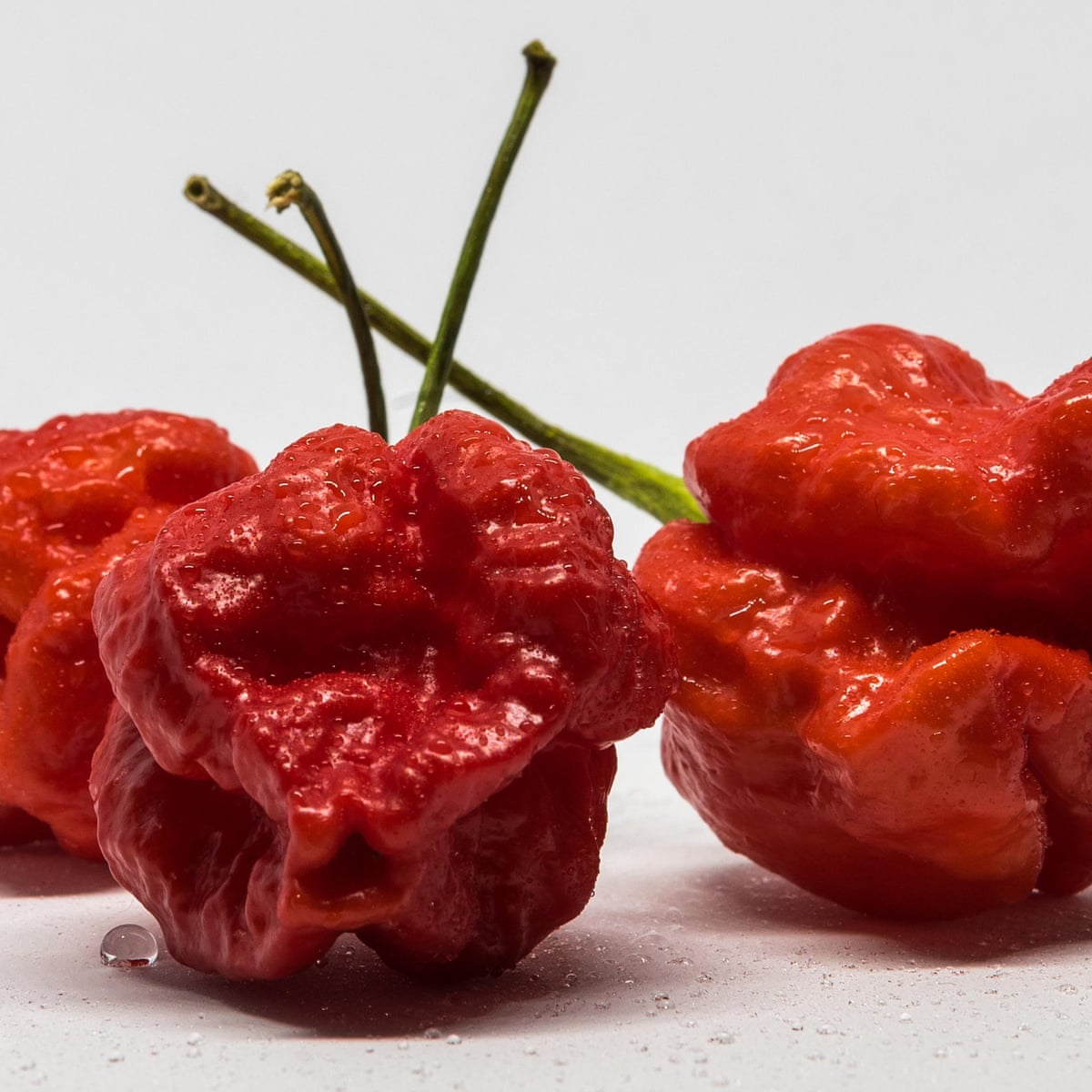 Beware The Reaper Why Would Anyone Eat The World S Hottest Chilli Food The Guardian Beware The Reaper Why Would Anyone Eat The World S Hottest Chilli Food The Guardian
