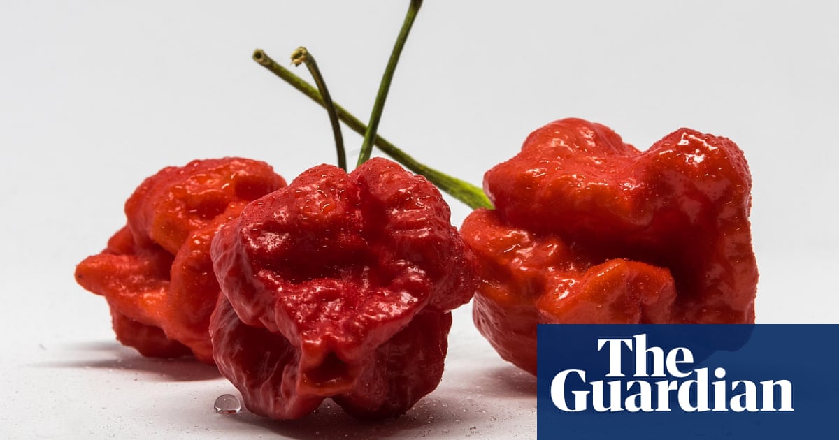 Beware The Reaper Why Would Anyone Eat The World S Hottest Chilli Food The Guardian Beware The Reaper Why Would Anyone Eat The World S Hottest Chilli Food The Guardian
