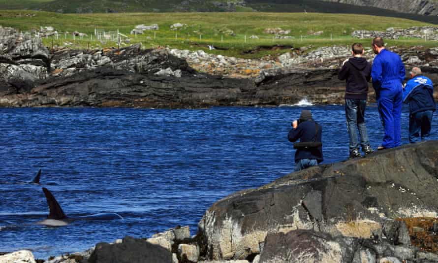 People watching whales from the coast of Scotland.