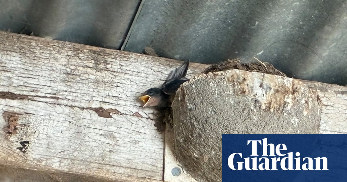 Country diary: Mayday, mayday … the heatwave is killing the swallow chicks