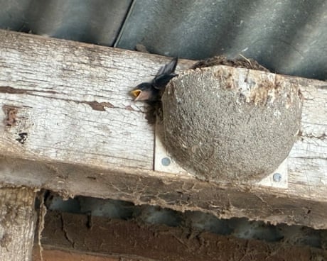 Country diary: Mayday, mayday … the heatwave is killing the swallow chicks | Kate Blincoe