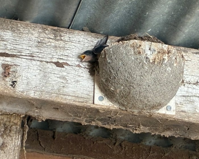 Country diary: Mayday, mayday … the heatwave is killing the swallow chicks | Kate Blincoe
