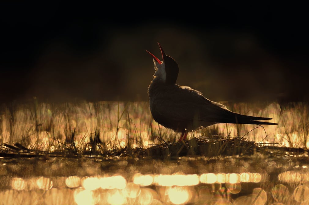 ภาพ Calling for the Sun โดยช่างภาพ Ondrej Pelanek