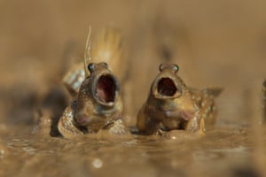 Mudskippers got talentDaniel Trim wins highly commended for his two mudskippers fighting over territory in Krabi, Thailand.