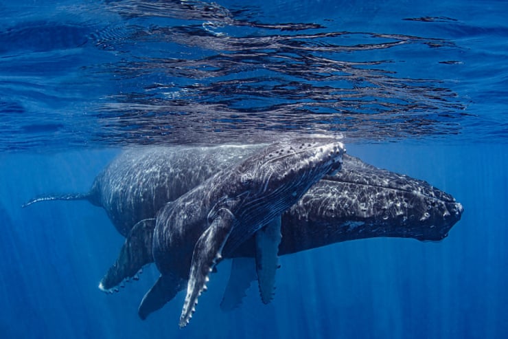 Whales ‘relentlessly pestered’: tourism boom sparks new rules in French Polynesia Whales ‘relentlessly pestered’: tourism boom sparks new rules in French Polynesia
