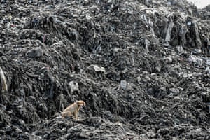 A dog enjoys the view at Kibarani dump site in Mombasa, Kenya. A year after Kenya announced the world’s toughest ban on plastic bags, and eight months after it was introduced, the authorities are claiming victory.