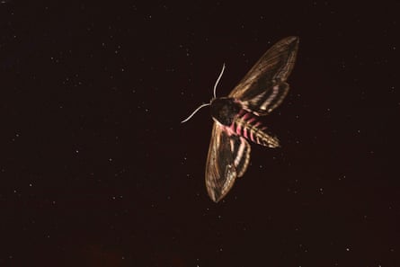 A privet hawkmoth in flight at night in Hungary
