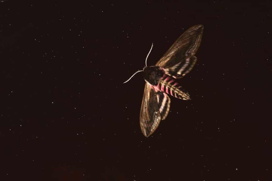 light pollution is key bringer of insect apocalypse insects the guardian