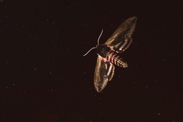 A privet hawkmoth in flight at night in Hungary