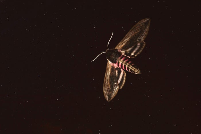 Light Pollution Is Key Bringer Of Insect Apocalypse Environment The Guardian