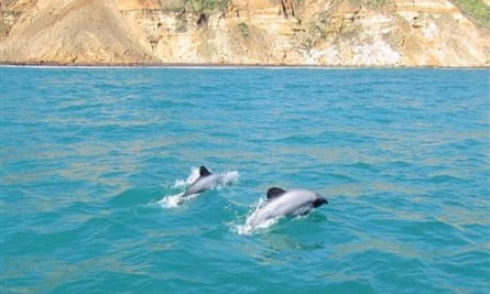 Critically endangered Māui dolphins in New Zealand