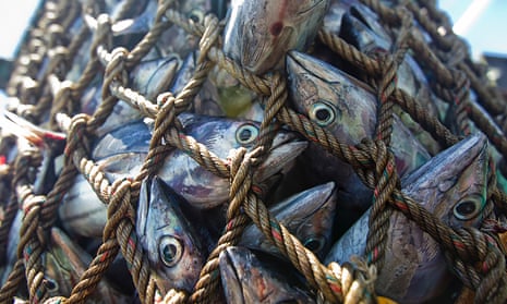 Skipjack tuna is offloaded in the Maldives caught sustainably by pole and line