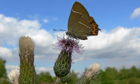 The population of white-letter hairstreak butterflies has dropped by 96% in the last 40 years.