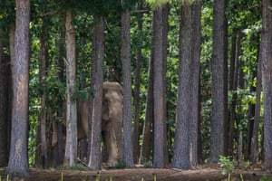Shirley seen through the pines at the Elephant Sanctuary
