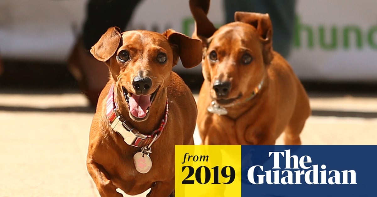 Can you solve it? Dogs in pursuit
