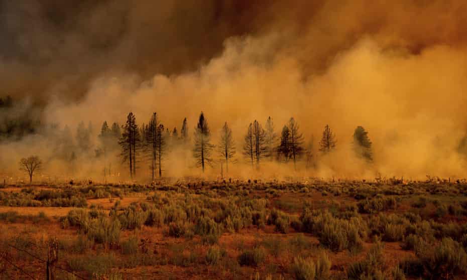 Smoke envelops trees as the Sugar fire, part of the Beckwourth Complex fire, burns near Doyle, California.