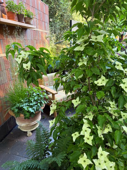 Plants in pots by wall with larger flowering plant in foreground