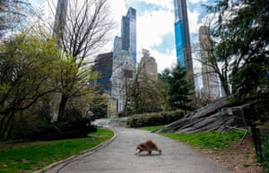 A raccoon walks in an almost-deserted Central Park in New York on 16 April.