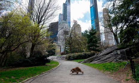 A raccoon walks in an almost deserted Central Park, New York, April 2020.