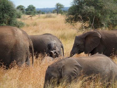 African Elephants playing in dry grass in South Africa