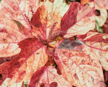 Photograph of a red leaves in Grenada by film-maker and artist Steve McQueen