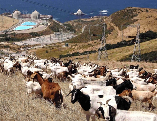 A flock of goats feed under the power lines above Diablo Canyon. Advocates have envisioned new features that could make the aging facility more valuable.