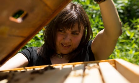 Marchese inspects the hive.