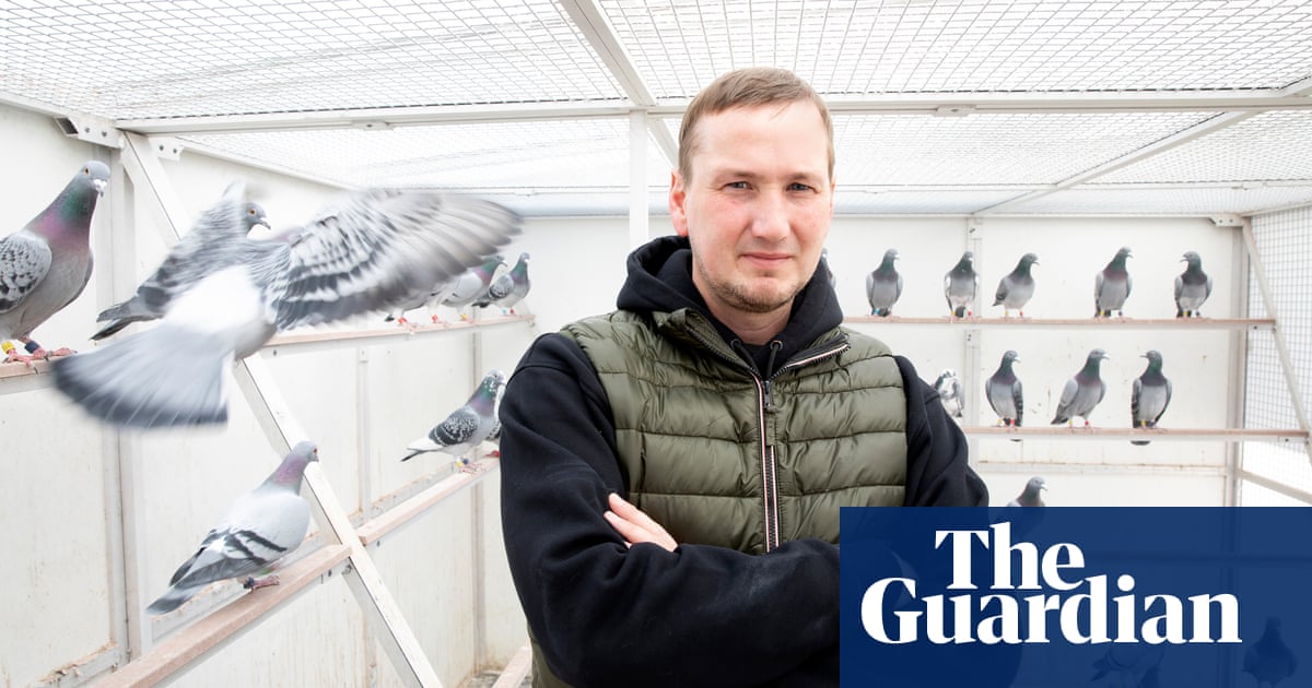 I cried like a little boy': pigeon fanciers in Belgium relive agony of stolen prized birds