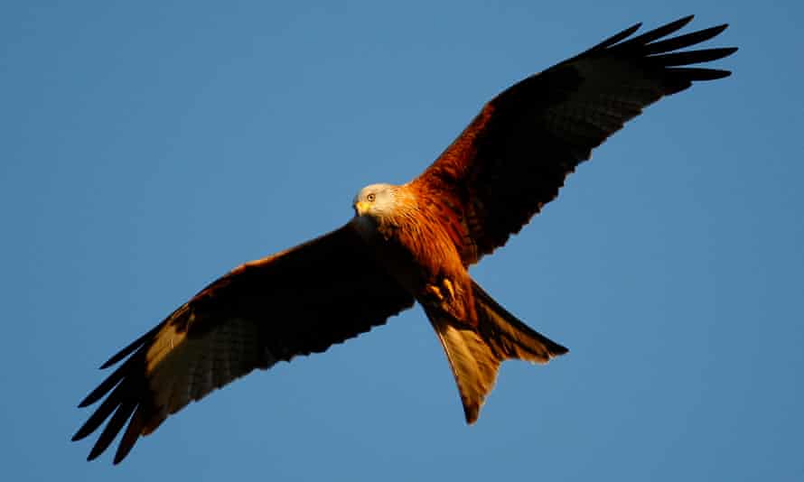 A red kite flying over the Chiltern Hills in England. Peter Davis reversed the bird’s decline and allowed it to be reintroduced to large swathes of Britain.