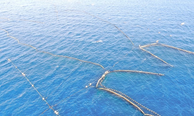 Campaigners condemn killing of minke whale trapped in nets in Japan A minke whale was trapped in nets in the town of Taiji, Japan, since Christmas Eve. Photograph: Ren Yabuki/Life Investigation Agency