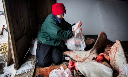 Eva Kevovach gathers beluga whale meat to give to elders.