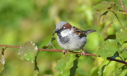 Male house sparrow in full summer dress