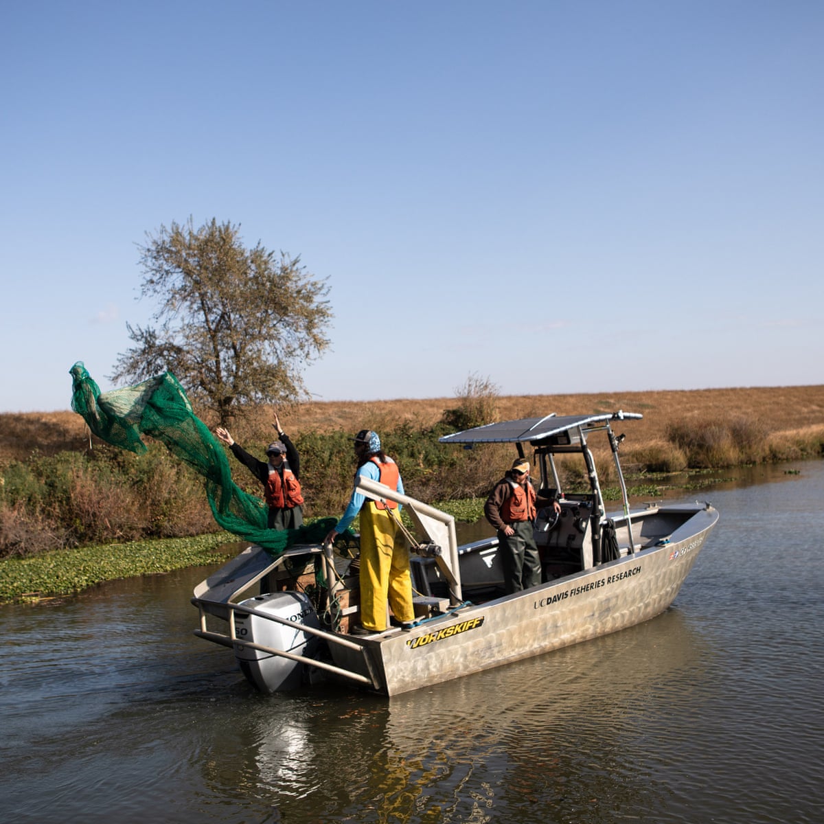 Delta Smelt The Tiny Fish Caught In California S War With Trump California The Guardian Delta Smelt The Tiny Fish Caught In California S War With Trump California The Guardian