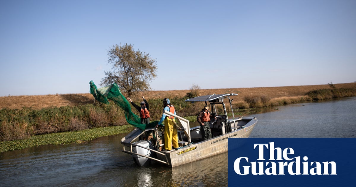 Delta smelt: the tiny fish caught in California's war with Trump - The Guardian